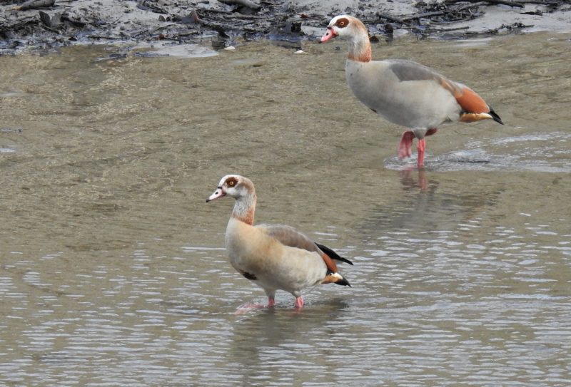 Egyptian Geese on the West Looe River.