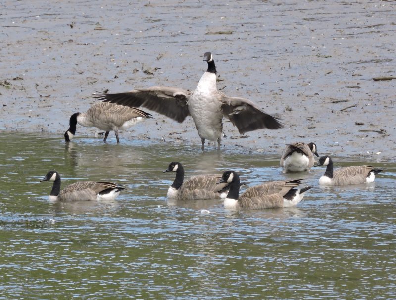 4.. Canada Geese on the East Looe River