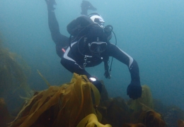 Scuba diver in dark wetsuit floats over a kelp bed