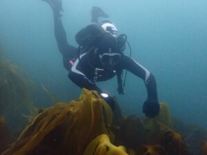 Scuba diver in dark wetsuit floats over a kelp bed
