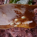 Blue Rayed Limpets