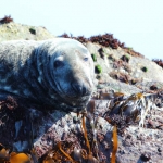 Looe Seal Adult Male