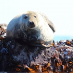 Looe Seal Snowdrop Pregnant
