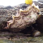 Native Oyster