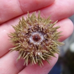 Underside of a Green Shore Urchin