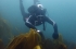 Scuba diver in dark wetsuit floats over a kelp bed